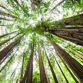 Sequoia National Forest is located north of Los Angeles.