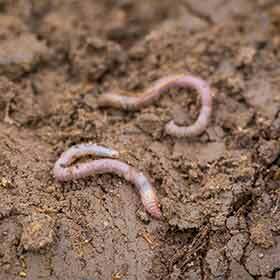 An earthworm cut in half does not die, and the two halves will regrow and produce two earthworms.