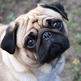 Pugs were the favorite dogs of the Aztec kings.