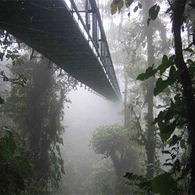 Cloud forests are found on tropical islands, near sea level.