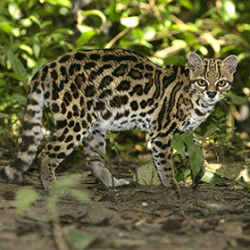 Le margay déteste les hauteurs.