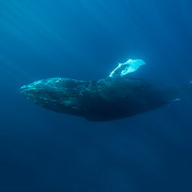 Vocal cords of 1 cm (0.4 in) in diameter allow whales to make their songs.