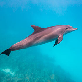 La peau des dauphins et celle des requins sont presque identiques.