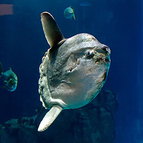 The sunfish lays 300 million eggs in each spawning.