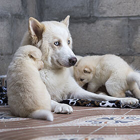 The gestation period for a dog is about 60 days on average.