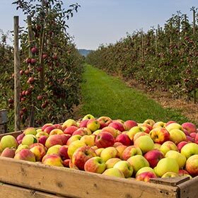 Un pommier cultivé produit environ 100 kg (220 lb) de pommes chaque année.
