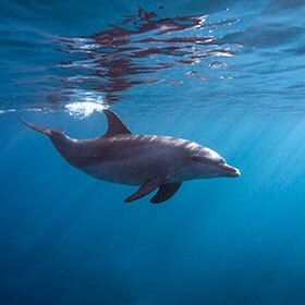 Dolphins drink 3 gallons (12 liters) of water per day.