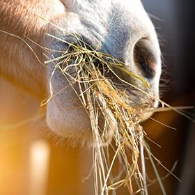 Horses drink little. They get their water from the hay and straw that they eat.