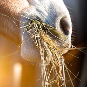 Les chevaux boivent très peu. Ils trouvent leur eau dans le foin et la paille qu’ils mangent.
