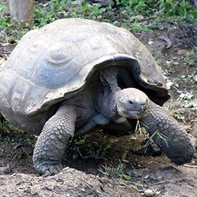 The life expectancy of giant Galapagos tortoises is 50 years.