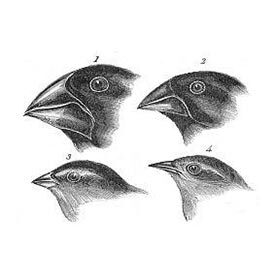 It was by observing the Galapagos Islands finches that Darwin developed his theory of evolution.