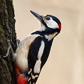 Woodpeckers can peck up to 20 times per second.