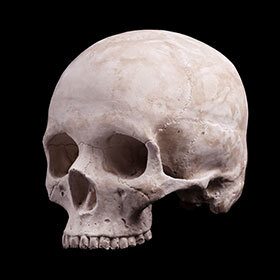 The skull is made up of 7 separate bones.