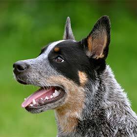 The canine longevity record belongs to a dog of my breed.