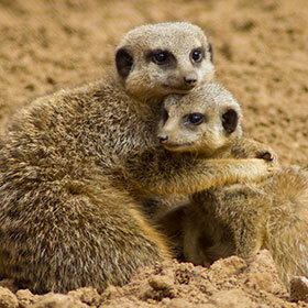 The meerkat feeds mainly on figs and berries.
