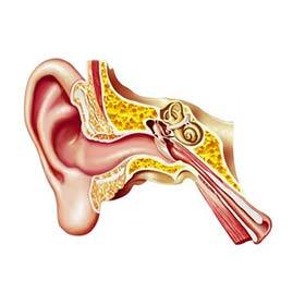 The smallest bone in the human body is part of the auditory system.