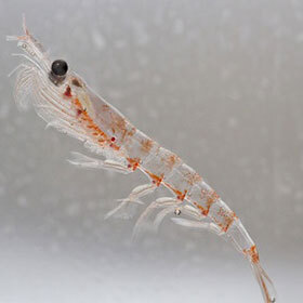 Le krill est à la base de la chaîne alimentaire de l’océan Indien.