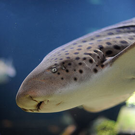 The zebra shark is in perpetual motion.