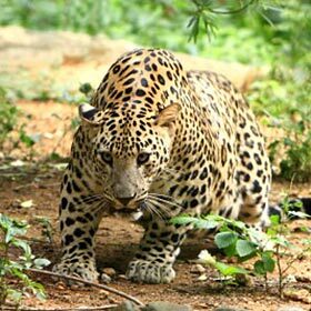 Leopards eat in trees.