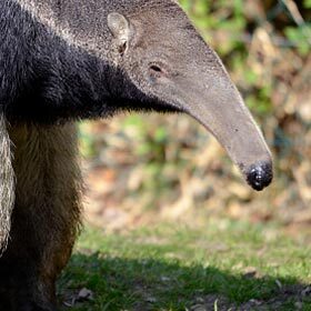 Anteaters love honey that they find using their snout.