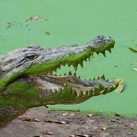 Of the 23 species of the order Crocodilia, eight are vegetarian.