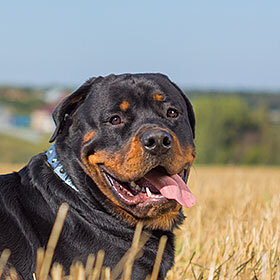 Les pressions exercées par les mâchoires des rottweilers et celles des requins sont similaires.