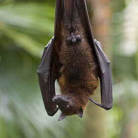 Le renard volant des Philippines (une chauve-souris) mange des petits rongeurs.