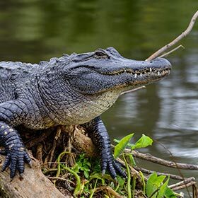 Most alligators live the south of the United States, while crocodiles colonized the tropics around the world.