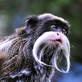 The emperor tamarin lives in South East Asia.