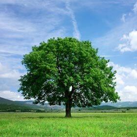 The roots of deciduous trees sink into the ground to the equivalent of 3 times the height of the tree.