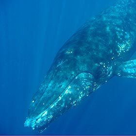 La baleine à bosse engraisse de 3 tonnes durant sa migration.