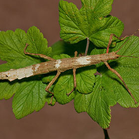 Some stick insects can measure up to 12 in. (30 cm).