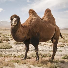 Bactrian camels are much more resistant to cold than dromedaries.