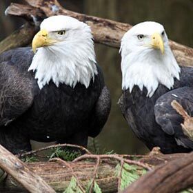 L’aigle pygargue est fidèle en amour.