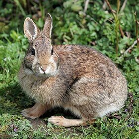 Les pirates craignaient les lapins.