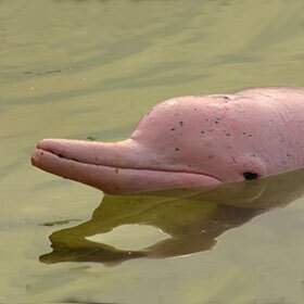 Pink dolphins live near Antarctica.