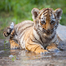 At the age of 6 months, tiger cubs go off to live on their own.