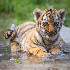 À l’âge de six mois, les petits tigres partent vivre seuls.