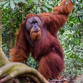 Gorillas and orangutans weigh about the same thing.