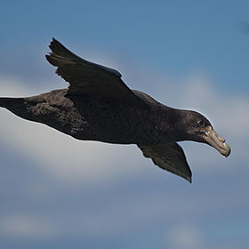 The petrel has no sense of smell.