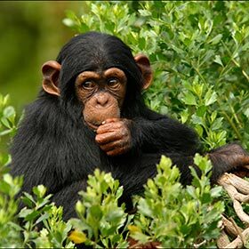 Genetically, chimpanzees are closer to gorillas than to humans.