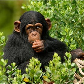 Génétiquement, les chimpanzés sont plus proches des gorilles que des humains.