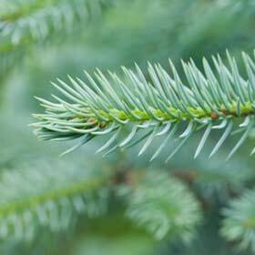 The needles of spruce are squarer than those of fir.
