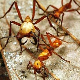 Army ants form colonies of 15 million individuals.