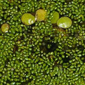 The smallest flower in the world is aquatic.