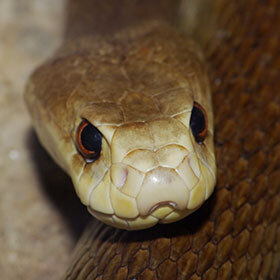 A single dose of inland taipan venom is enough to kill 100 people.