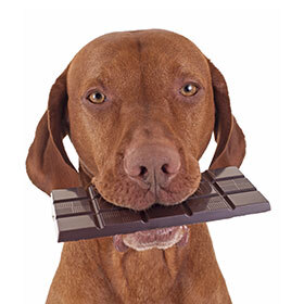Chocolate can be harmful to dogs.
