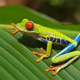 La rainette aux yeux rouges vit dans les arbres des forêts tropicales d’Amérique du Sud.