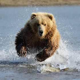 A grizzly can charge at 40 mph (65 km/h).