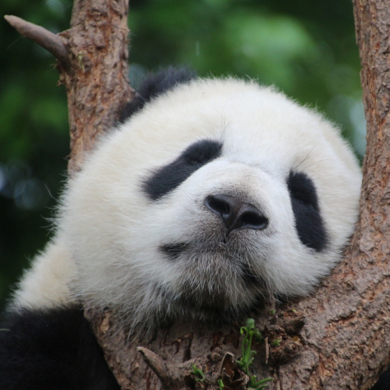Selon l’horoscope chinois, McFly et Carlito sont nés durant l’année du Panda.